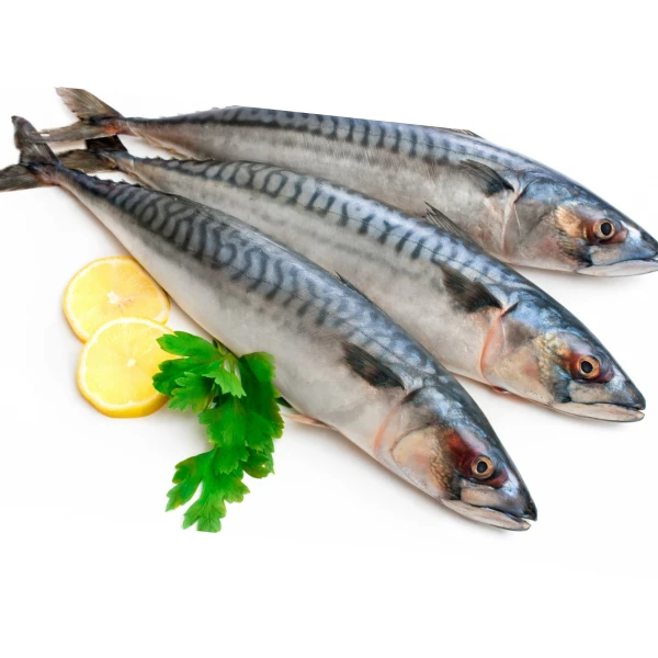 Mackerel Fish | Premium Source
