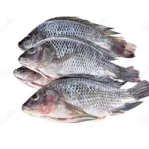 Tilapia Fish | Premium Source