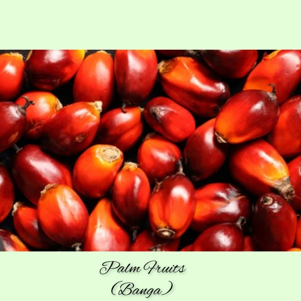 Palm Fruits (Banga) | Premium Source