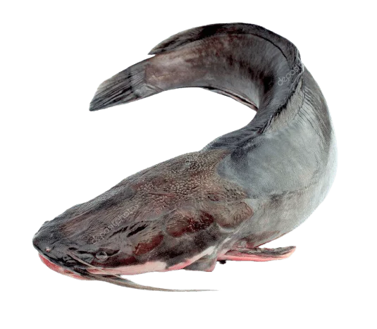 Frozen Catfish | Premium Source