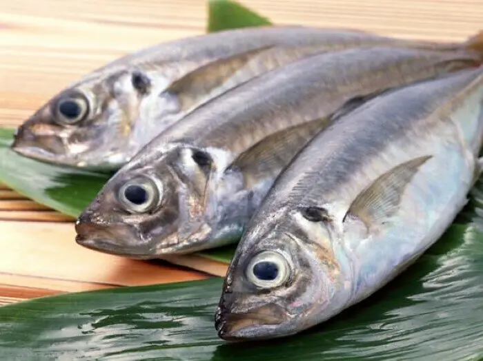 Horse Mackerel Fish (Cote) | Premium Source